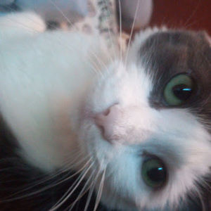 Meet your Posher, Kenyatta